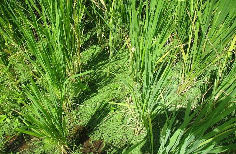 Azolla In Standing Rice Crop